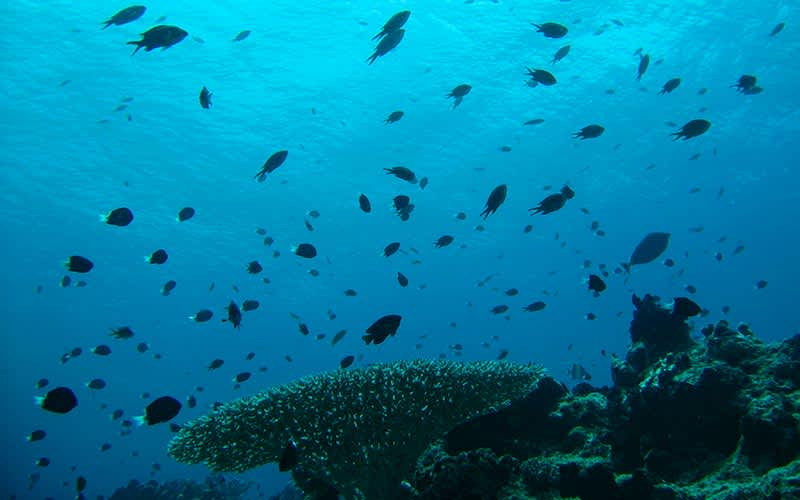 Great-White-Wall-Taveuni-Fiji